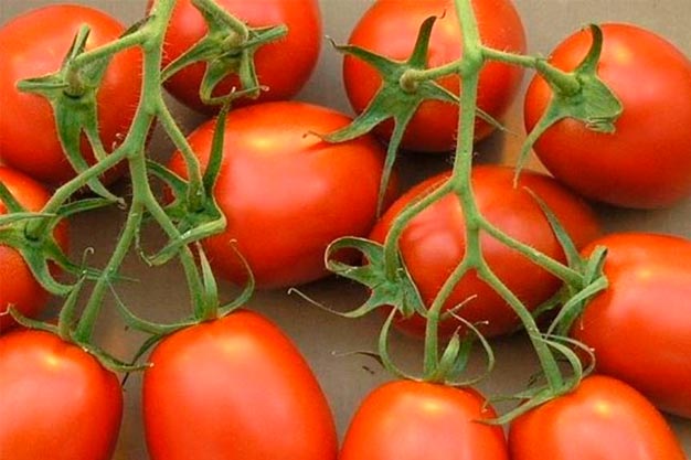 Tomate Italiano